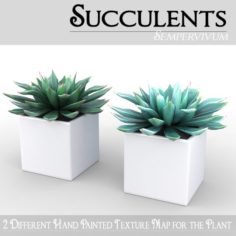 Potted Plant – Succulents 3D Model