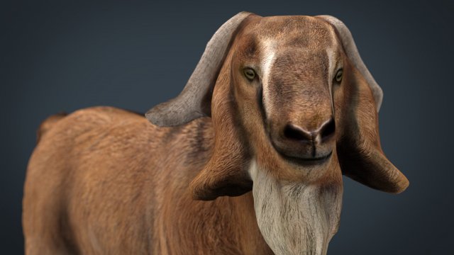 Domestic Goat 3D Model