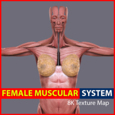 Female Muscular System 3D Model