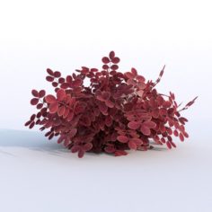 Plant Berberys Garden Free 3D Model
