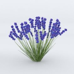 Lavender Plant 01 Free 3D Model