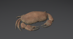 Realistic Crab 3D Model