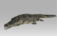 3D Crocodile-Alligator 3D Model