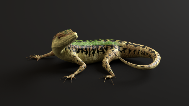 Green Lizard- Podarcis Sicula 3D Model