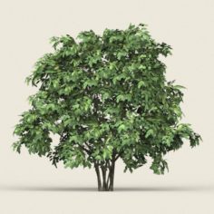 Game Ready Forest Tree 13 3D Model