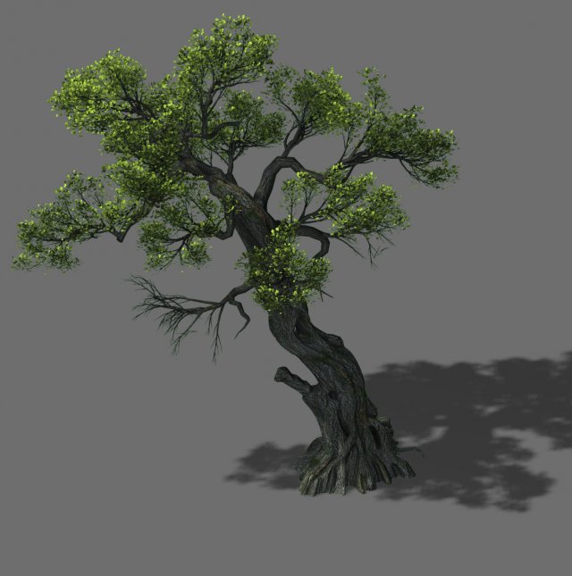 Huashan – plant – tree 05 3D Model