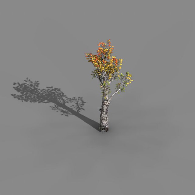 Empty mulberry – birch 01 3D Model