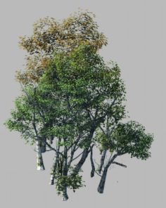 Plant Forest – Birch Grove 03 3D Model