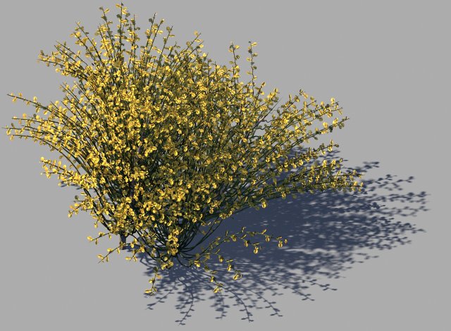 Explore the mountains – plants – shrubs 02 3D Model