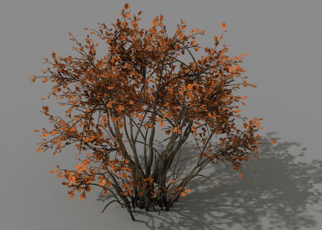 Mountain plants – shrubs 05 3D Model