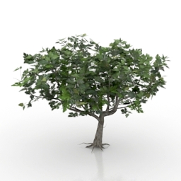 Tree 3D Model