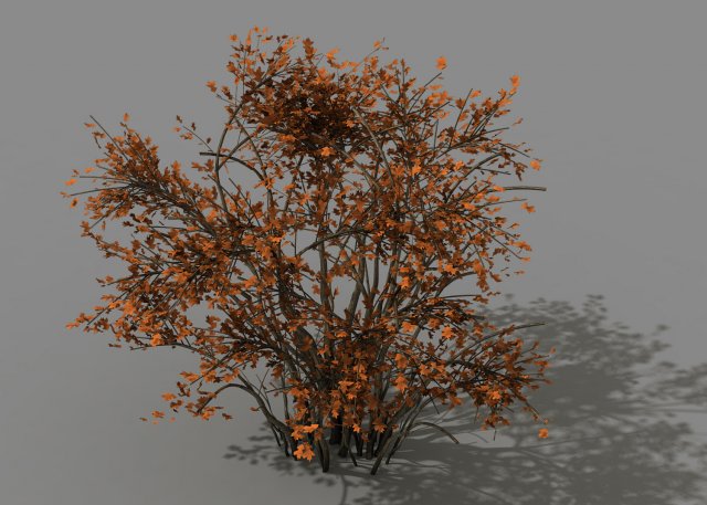 Mountain plants – shrubs 06 3D Model