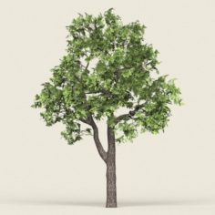 Game Ready Forest Tree 16 3D Model