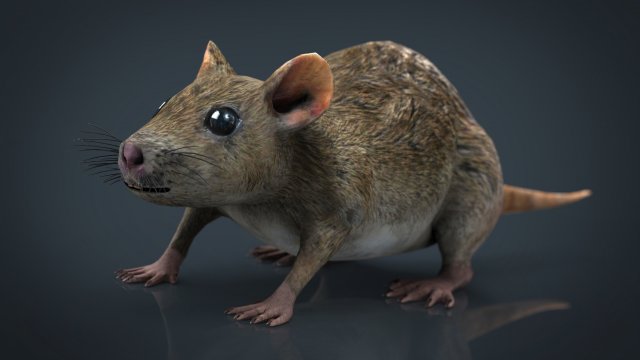 Rat 3D Model