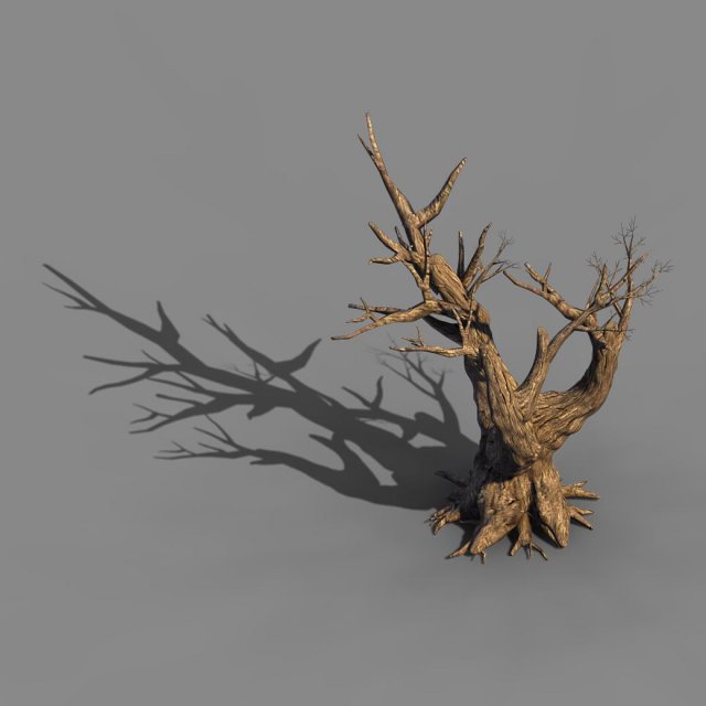 Acacia – Trunk 05 3D Model