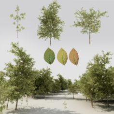 Tree pack A 3D Model