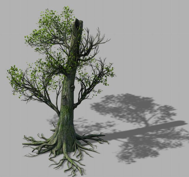 Mountain Hengshan – tree 01 3D Model