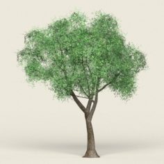 Game Ready Forest Tree 18 3D Model