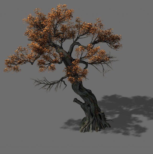 Huashan – plant – tree 04 3D Model