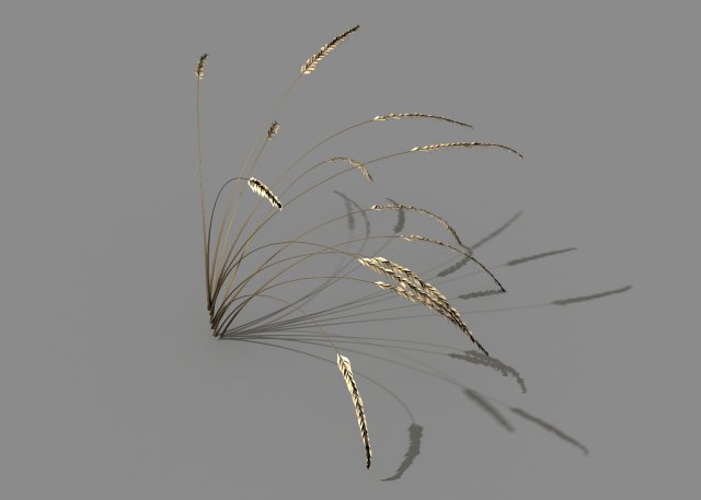 Mountain plants – dog tail grass 03 3D Model