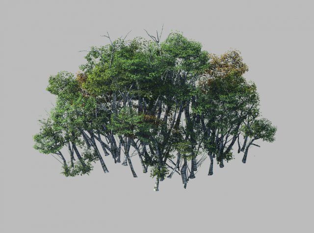 Plant Forest – Birch Grove 01 3D Model