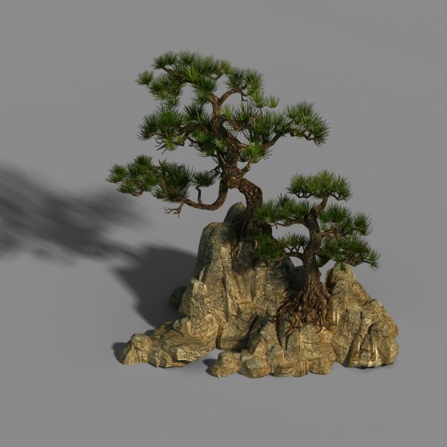 Acacia – Pine 01 3D Model