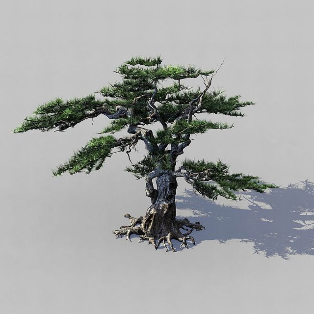 Journey to the West – Putuoshan – Pine 03 3D Model