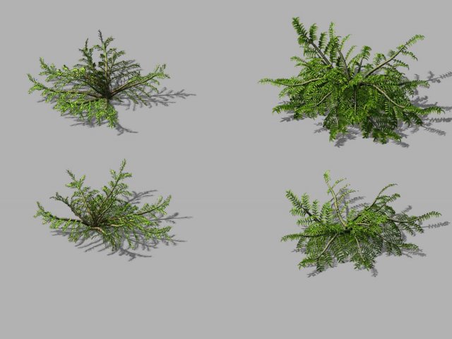 Songshan – plants – small plants 3D Model