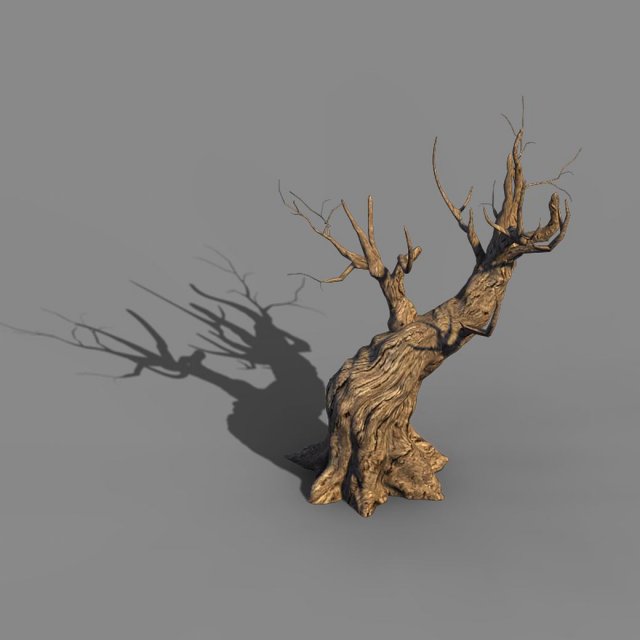 Acacia – trunks 03 3D Model