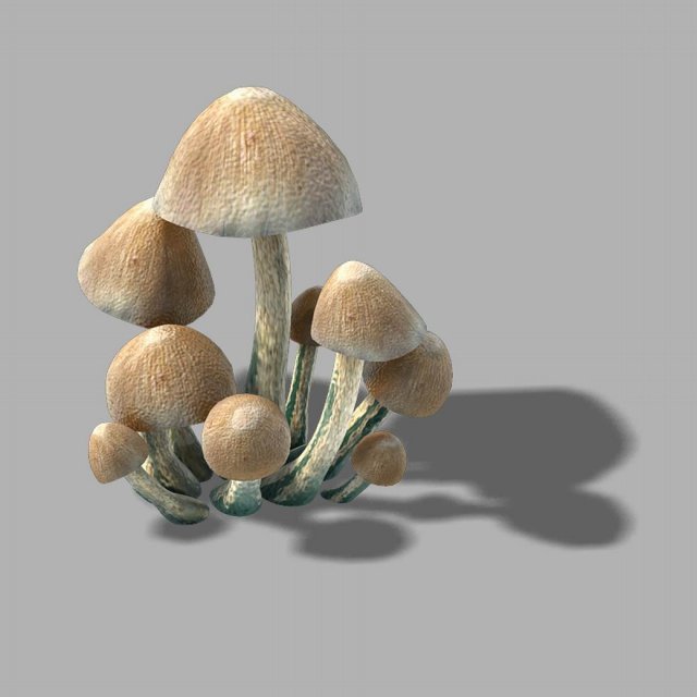 Huashan – small plants – mushrooms 01 3D Model