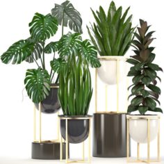 Collection of plants in pots 3D Model