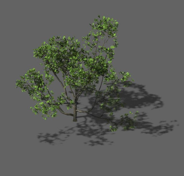 Huashan – plant – tree 08 3D Model