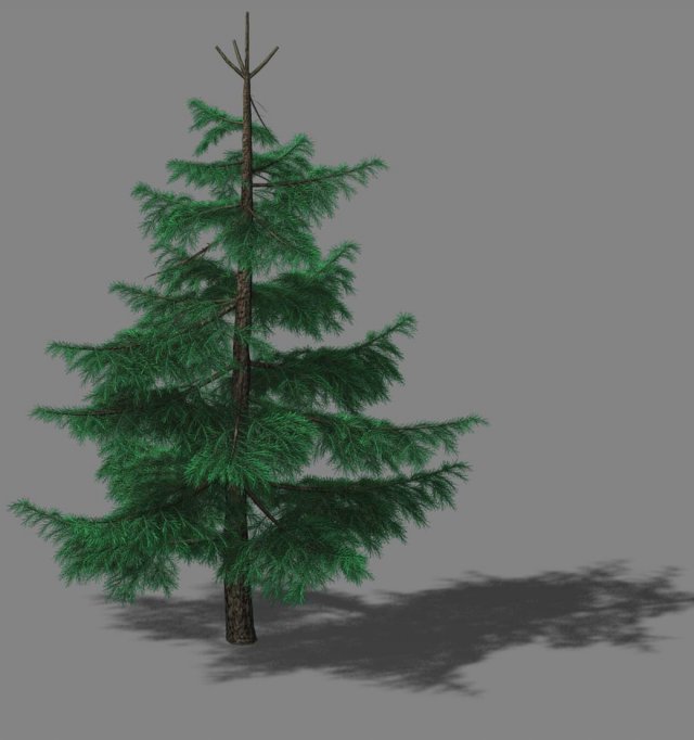 Huashan – Plants – Pine 01 3D Model