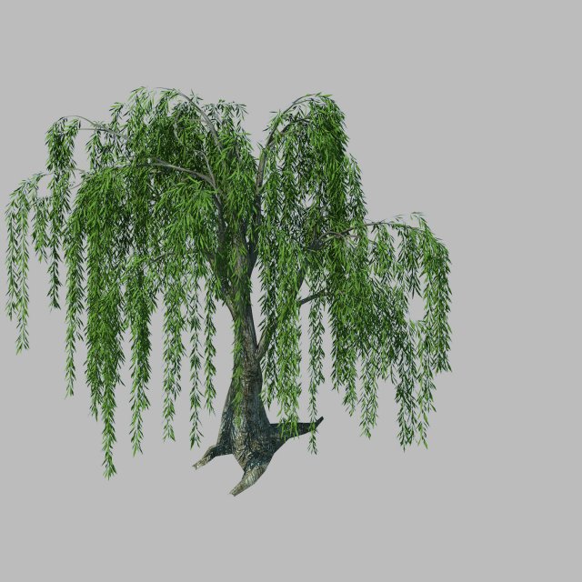 Plant – willow 1-2 3D Model