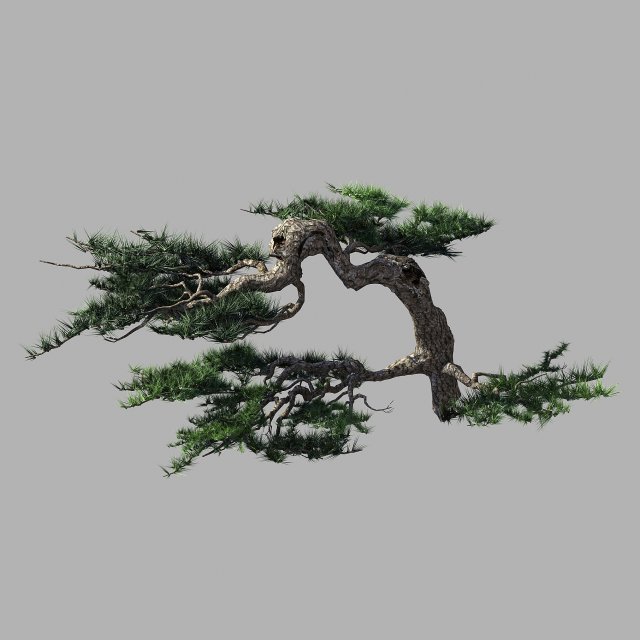 Journey to the West – Putuo Mountain – Pine 02 3D Model
