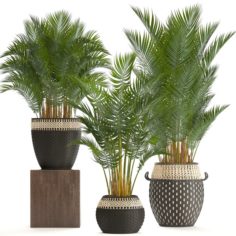 Collection of decorative palms 3D Model