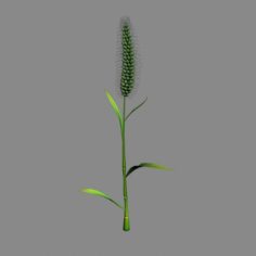 Weed plants – dog tail grass 01 3D Model