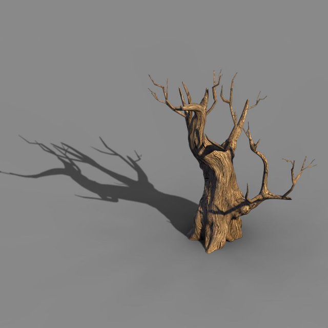 Acacia – Trunk 02 3D Model