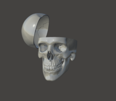 Skull with all details 3D Model