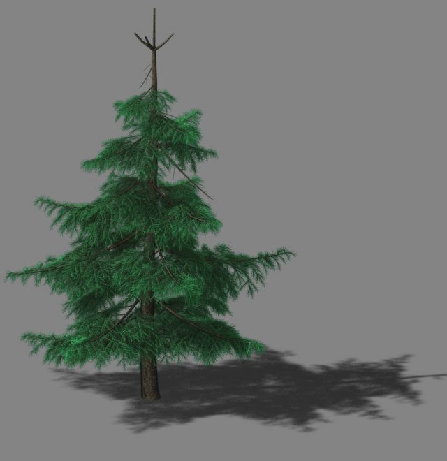 Huashan – Plant – Pine 02 3D Model