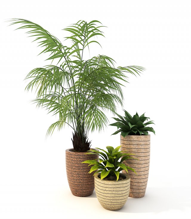 Plants Decor 3D Model