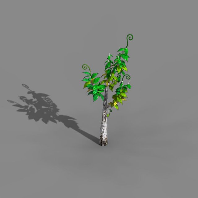 Acacia – trees 01 3D Model