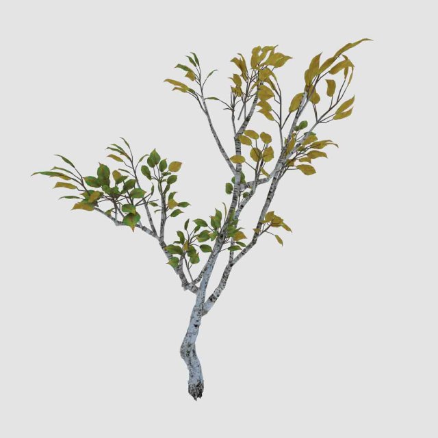 Empty Mulberry – birch 04 3D Model