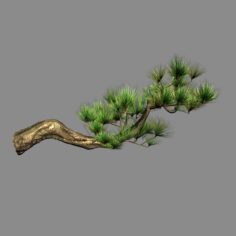 Tian Yin Temple – Pine 04 3D Model