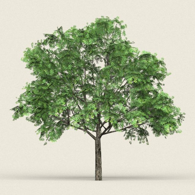 Game Ready Forest Tree 17 3D Model