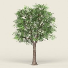 Game Ready Forest Tree 19 3D Model