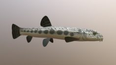 Freshwater fish Peskar 3D Model