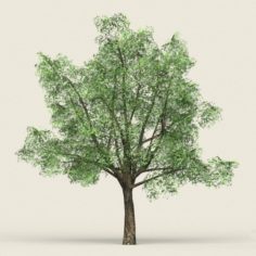 Game Ready Forest Tree 06 3D Model