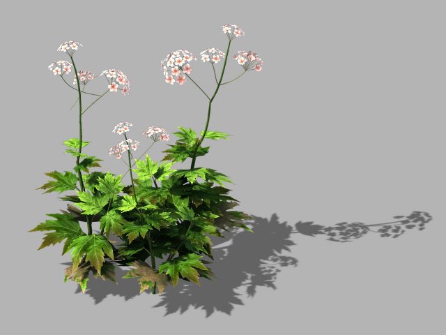 Huashan – Plants – Wildflowers 02 3D Model