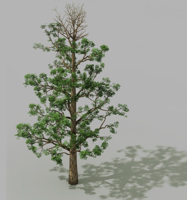 Shanglin Yuan – plant – broadleaf tree 01 3D Model